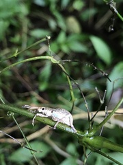 Dermatoxenus caesicollis