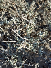 Salsoloideae
