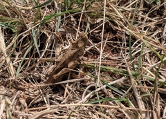 Humbe tenuicornis
