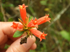Burchellia bubalina