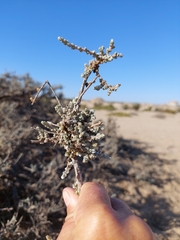 Salsoloideae
