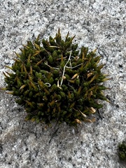 Orthotrichum anomalum