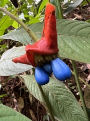 Palicourea tomentosa