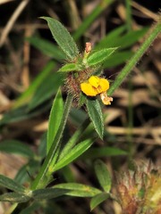 Stylosanthes fruticosa