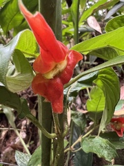 Palicourea tomentosa