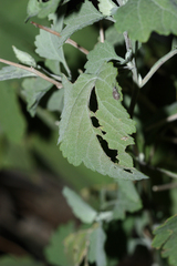 Ambrosia cordifolia