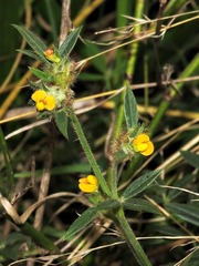Stylosanthes fruticosa
