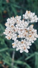 Helichrysum patulum