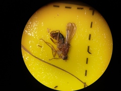 Norellisoma spinimanum