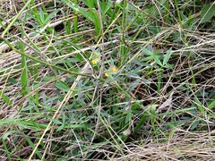 Stylosanthes fruticosa