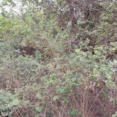 Phyllanthus reticulatus