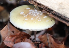 Amanita junquillea