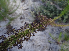 Microdon dubius