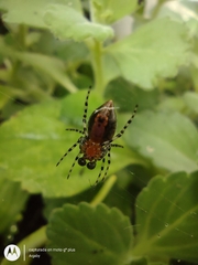 Alpaida gallardoi
