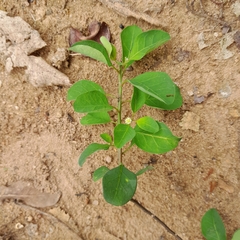Phyllanthus reticulatus