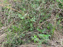 Stylosanthes fruticosa