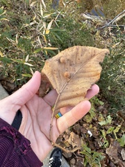 Caryomyia