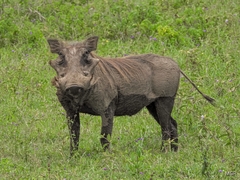 Phacochoerus africanus massaicus
