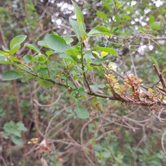 Phyllanthus reticulatus