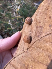 Caryomyia