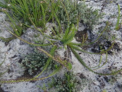Microdon dubius