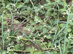 Alternanthera sessilis