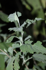 Ambrosia cordifolia