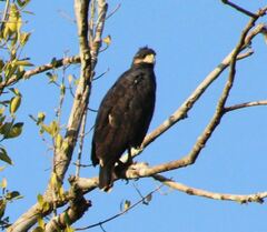 Buteogallus urubitinga