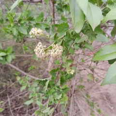 Microglossa mespilifolia