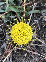 Leucospermum prostratum