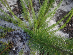 Microdon dubius
