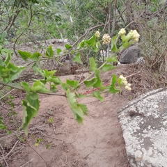 Microglossa mespilifolia
