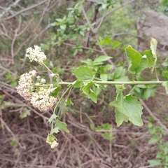 Microglossa mespilifolia