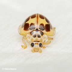 Psyllobora confluens