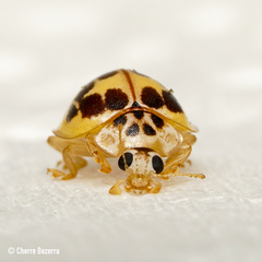 Psyllobora confluens