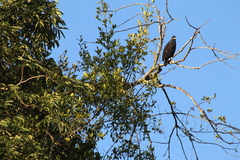 Buteogallus urubitinga