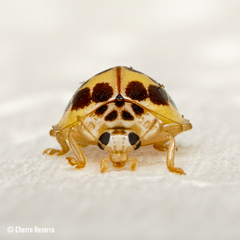 Psyllobora confluens