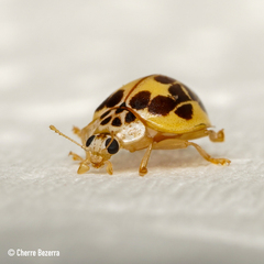 Psyllobora confluens