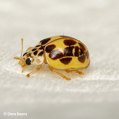 Psyllobora confluens