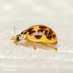 Psyllobora confluens