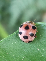 Diekeana admirabilis