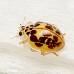 Psyllobora confluens