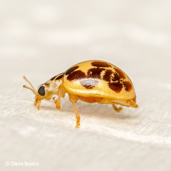 Psyllobora confluens