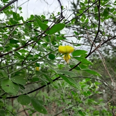 Crotalaria natalensis
