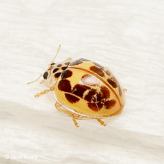 Psyllobora confluens