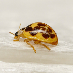 Psyllobora confluens