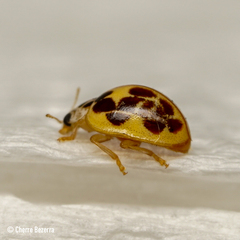 Psyllobora confluens