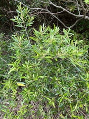 Myricaceae