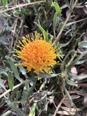 Leucospermum prostratum