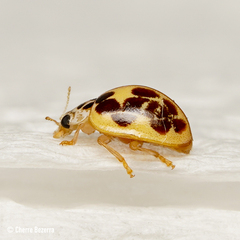 Psyllobora confluens